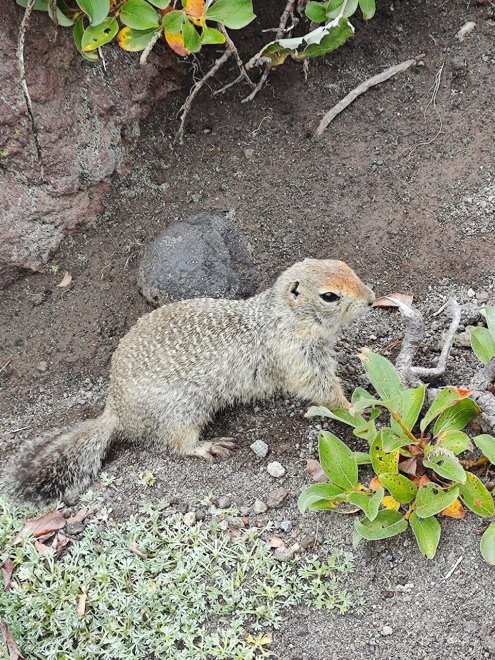 Евражка: маленький хозяин больших просторов -  
