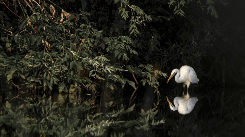 Застывшее мгновение -  