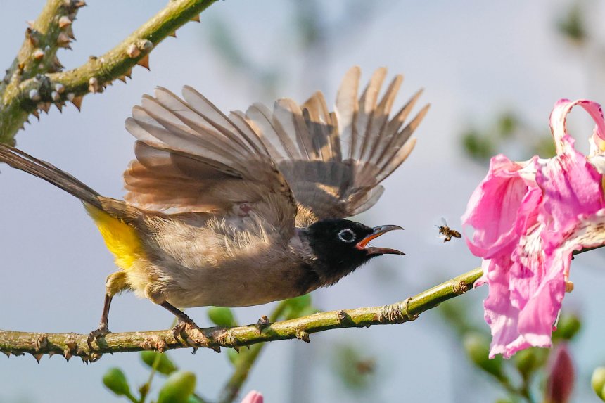 Птичка бюльбюль. -  