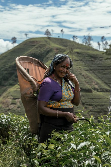 Сборщица чая в горах Шри Ланки -  