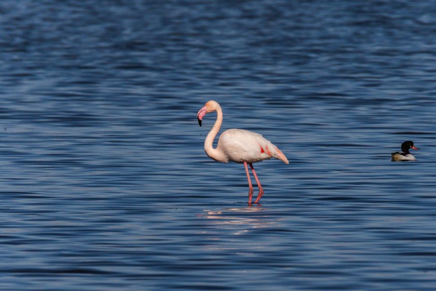 Новый Болгарин - Розовый фламинго -  