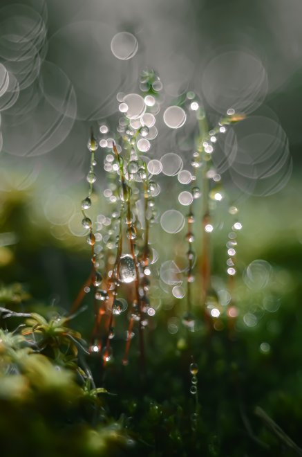 Россыпь бриллиантов - Наталья