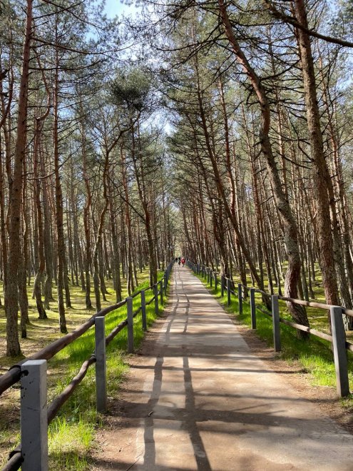 Прелесть леса на Куршской косе - МАРИНА