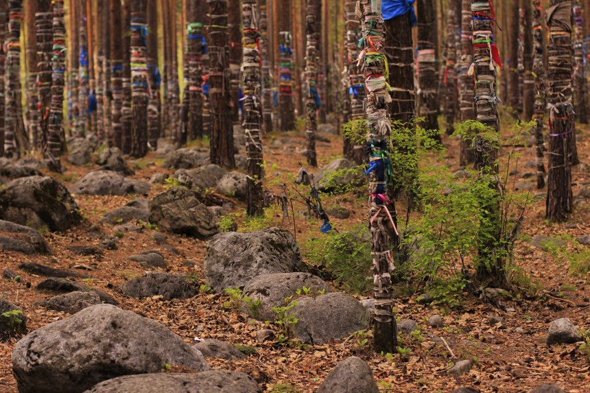 Лес желаний - ELENA