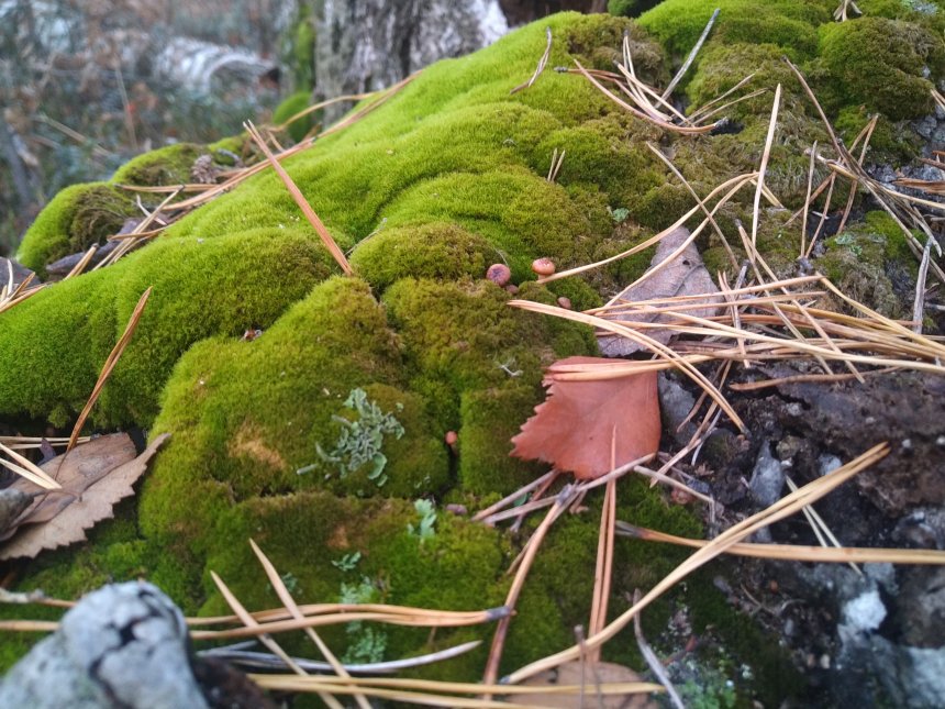 Грибочки - Наталья