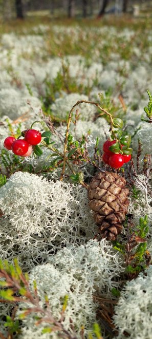 Лесные красоты - Галина