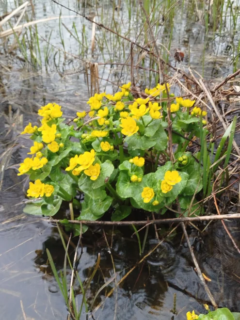 Калужница -  