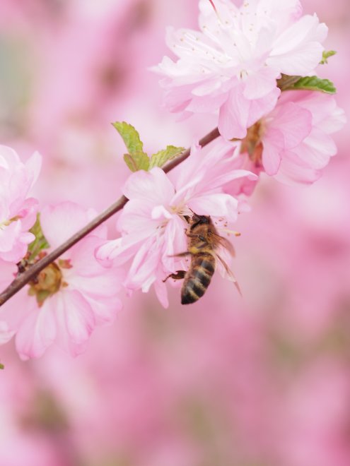 Макромир - Екатерина