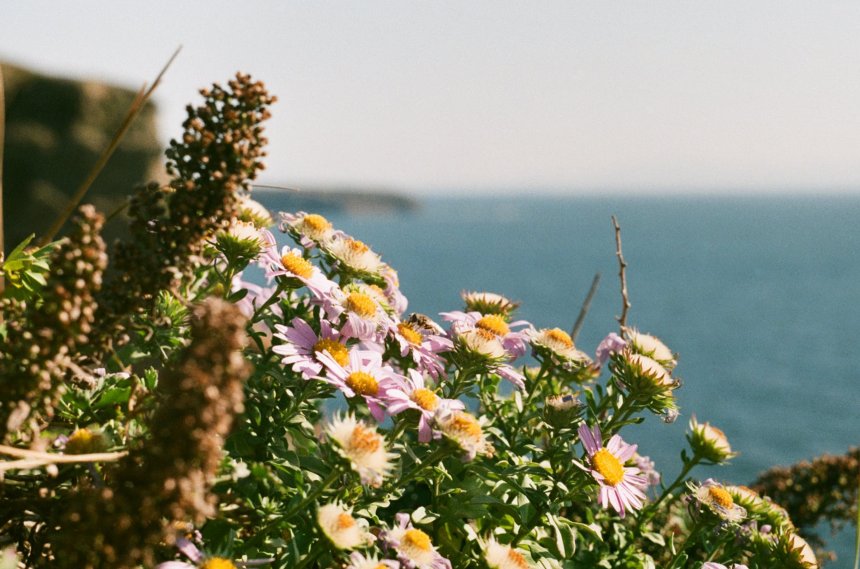 Дальневосточная пчела -  