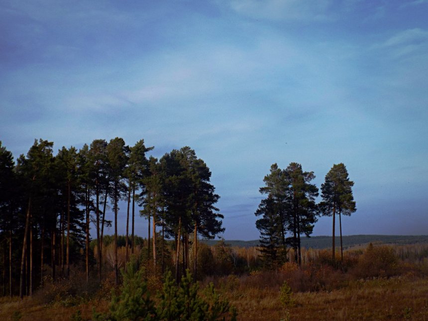 Уральский лес -  