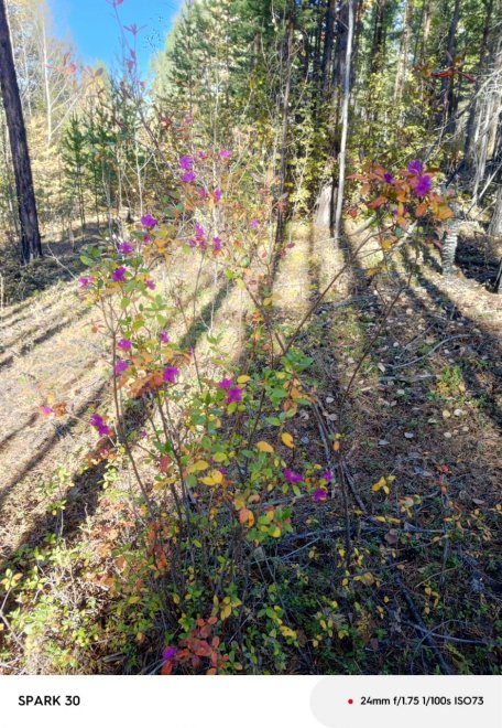 Осень 2025. Какова красота. Багульник зацвел -  