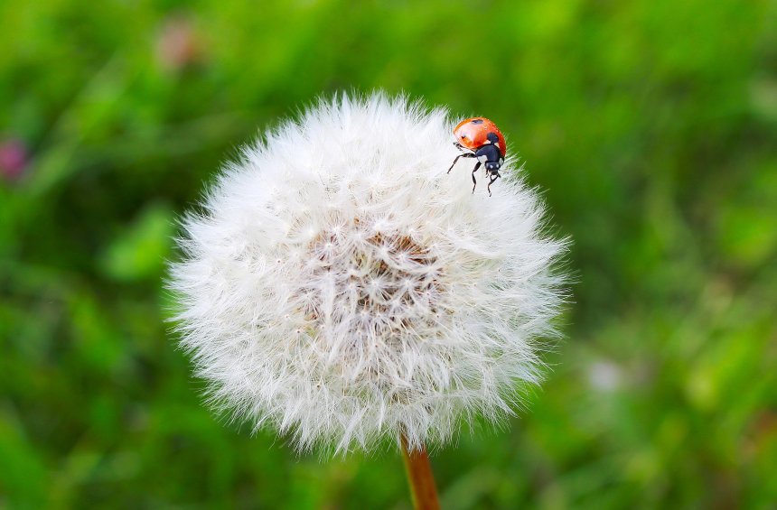 Заколка для одуванчика - Александр