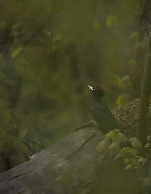 Желна. Black woodpecker - Виктория