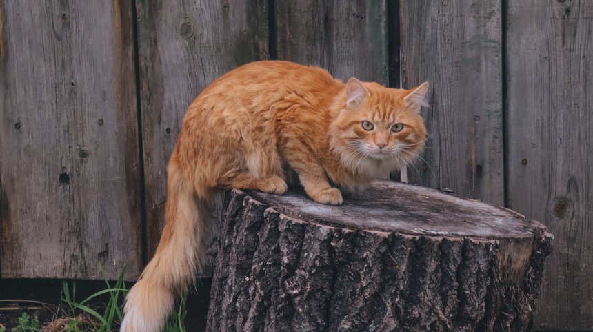 «Рыжий пушистик на природе» - Наталья Бархатова