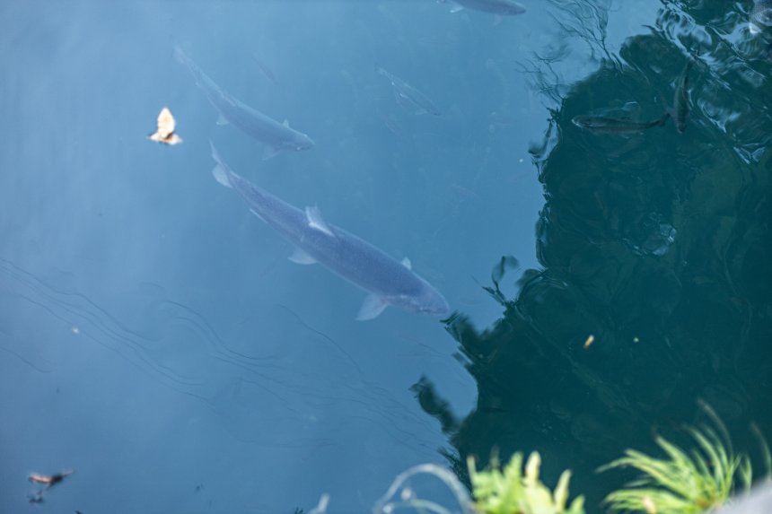 Голубая бездна - Юлия