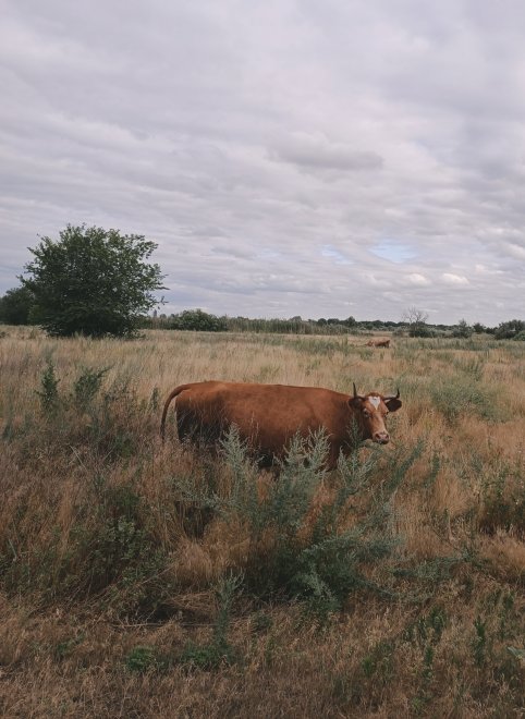 Хранительница лугов - Надежда Меньшикова