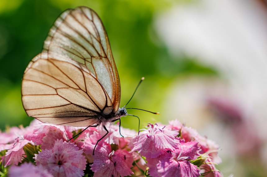 Красотка Боярышница -  