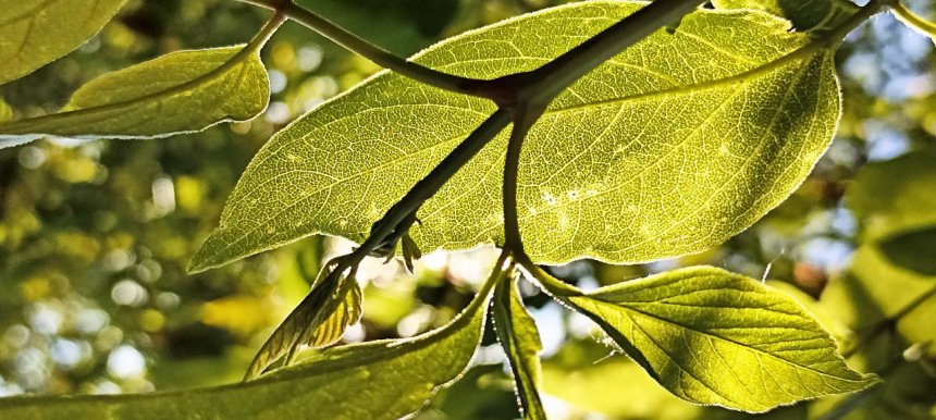 И листьев свет - Людмила