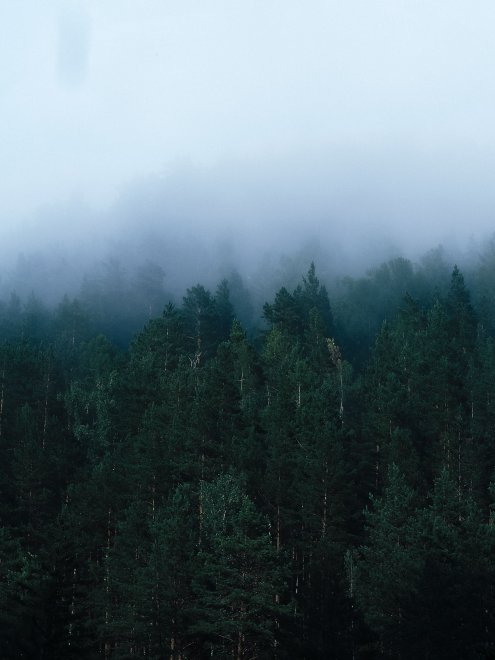 Туманный лес -  