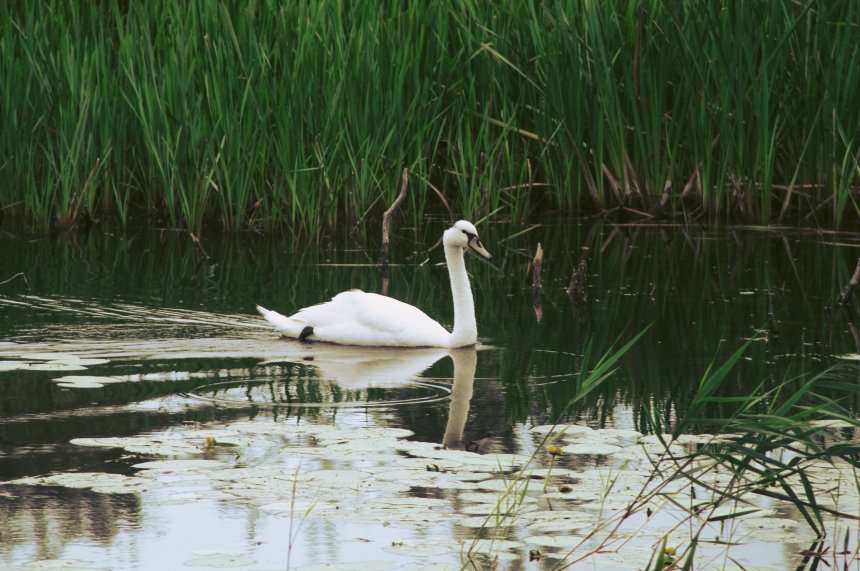 Тишина - maxa180187@mail.ru