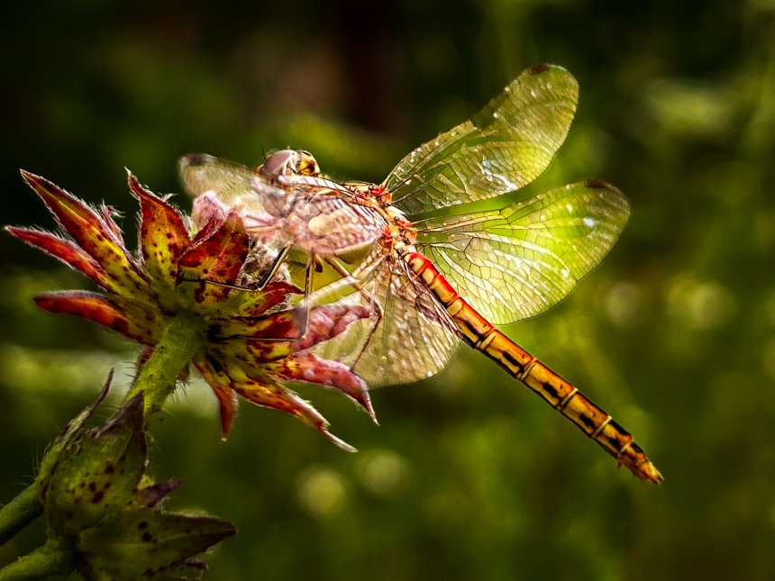 Стрекоза на закате -  