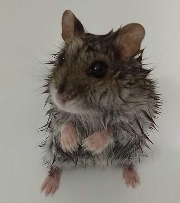 Джунгарик -  