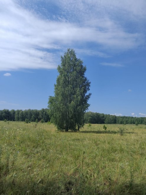 Белая берёза -  