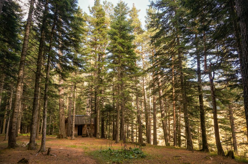 Хижина в лесу - Вадим