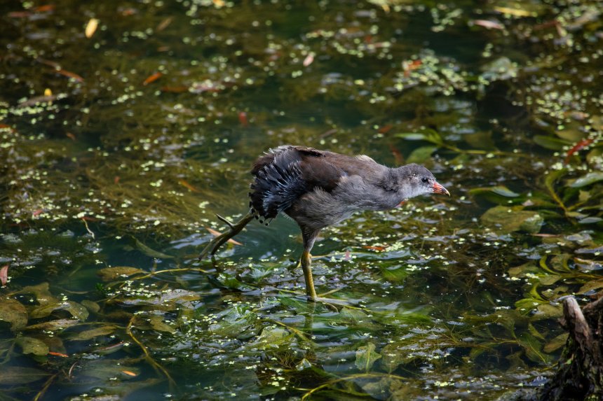 В ритме танца - Мария Леденцова