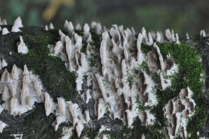 Древесные грибы - Артур Климов