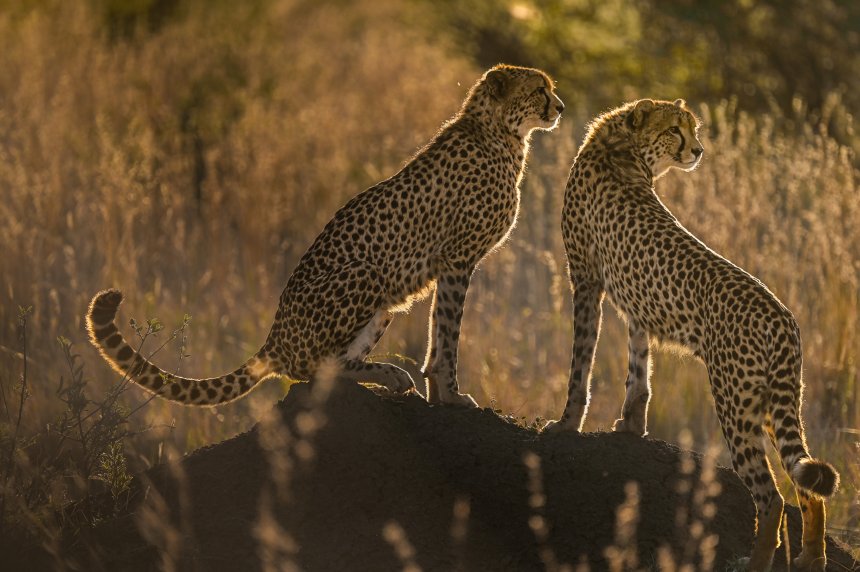 Узы саванны - Константин Зубков