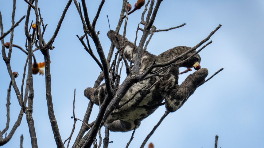 Обед ленивца - Анна