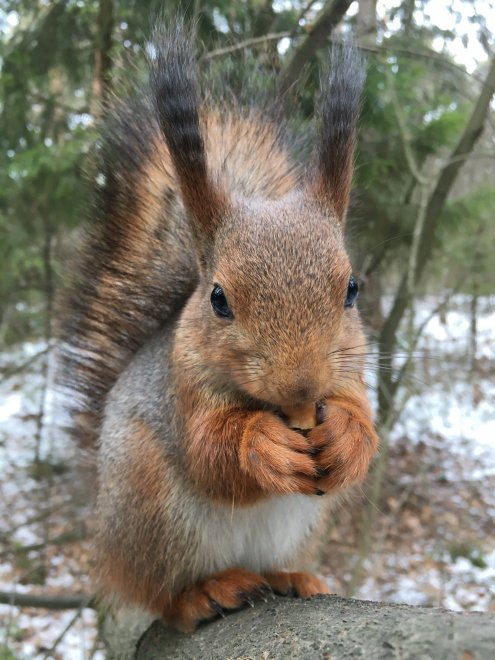 Бельчонок Марфик -  