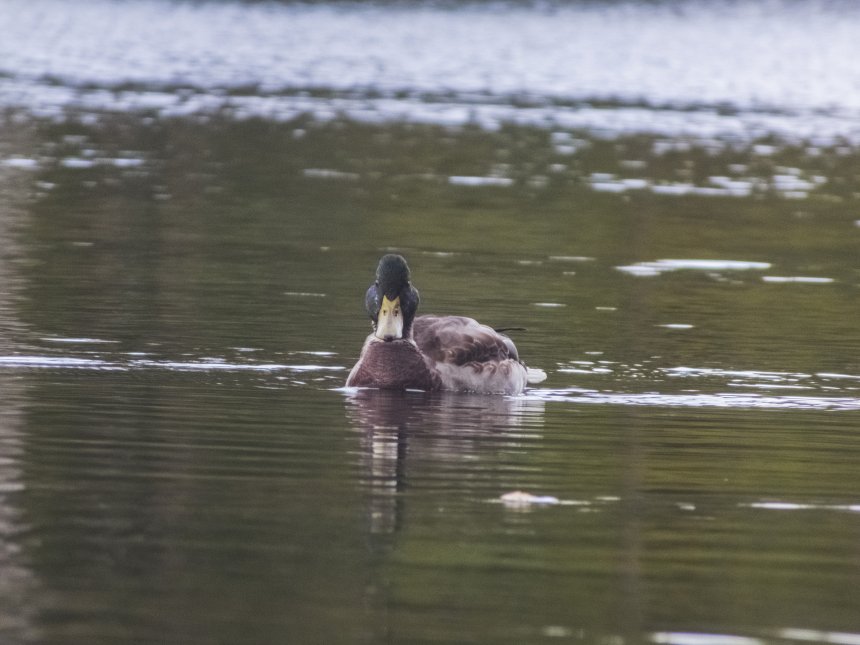 Щекастая уточка -  