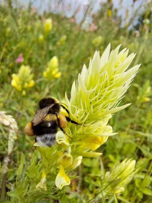 Сладкий груз 🐝 -  