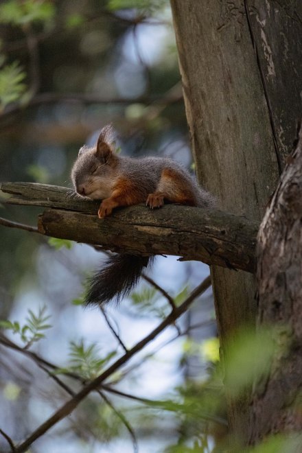 Сладких снов, малыш! -  