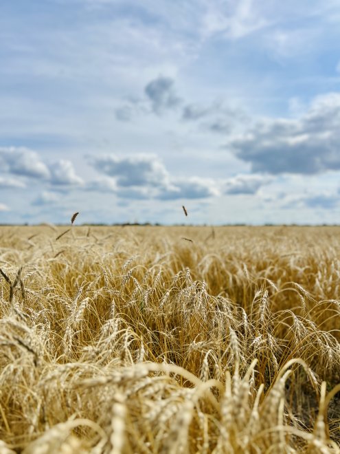 Русское поле. -  