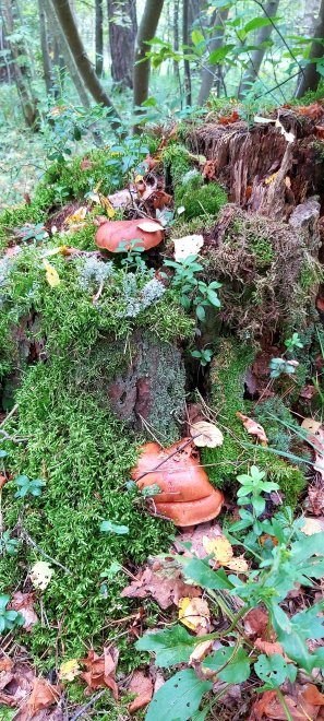 Двое из ларца -  