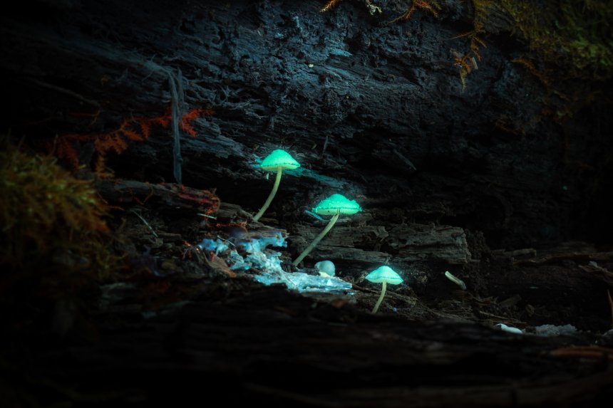 Люминесцентные грибы -  
