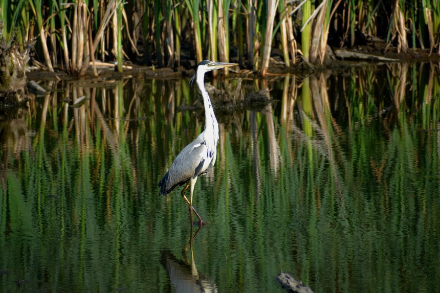 Грация у воды © 2025 Сергей Майоров -  