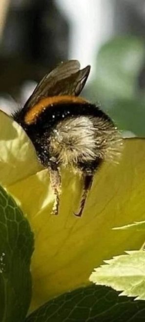 Шмель - Светлана Толстова