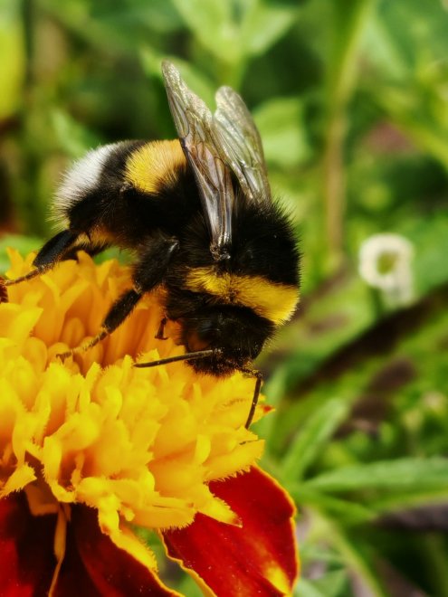Полосатый рейд - Павел