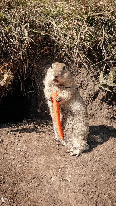 Суслик жадный -  