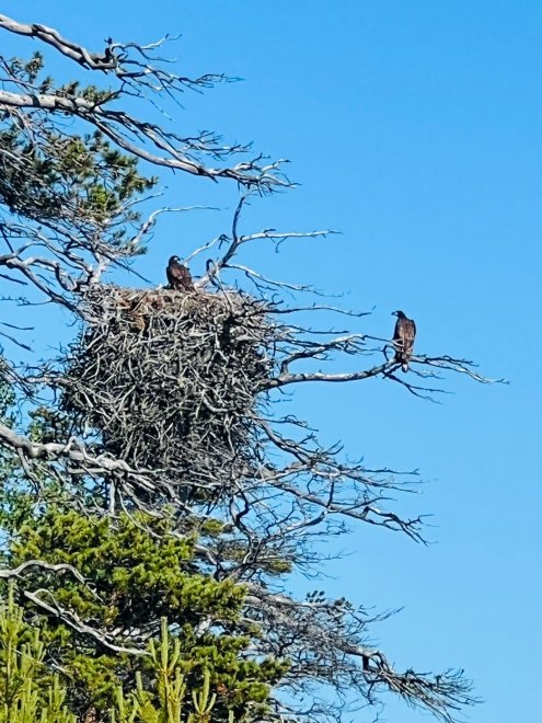 Орланы в гнезде - Инна Малинович