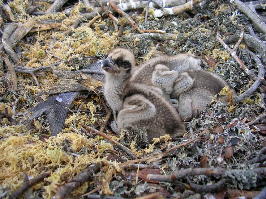 Идеальная маскировка маленьких пернатых рыболовов - Мирослав Бабушкин
