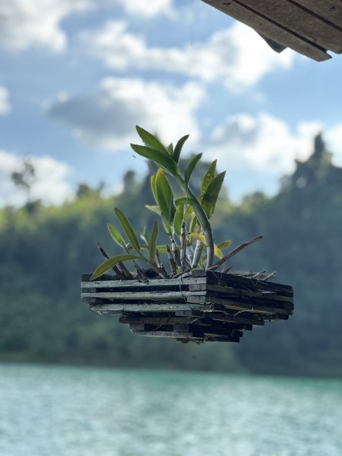 Парящий цветок -  