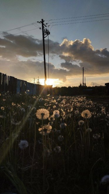 Дети обаков -  