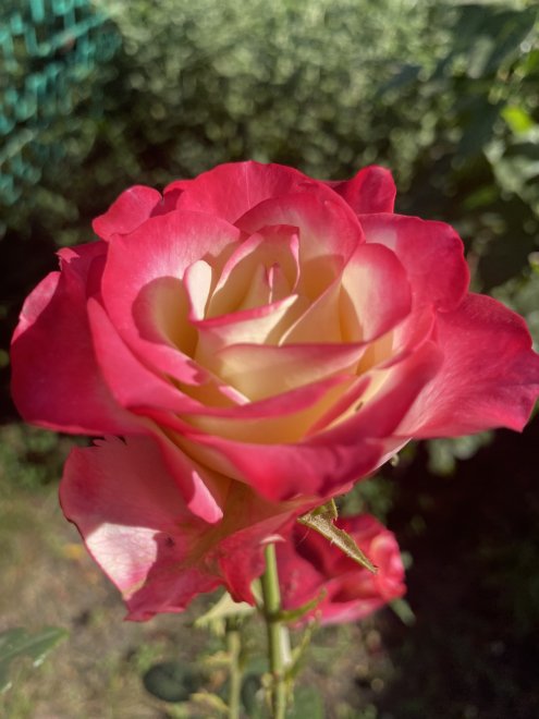 Липецкая область Добринский район - Яна (1/8)