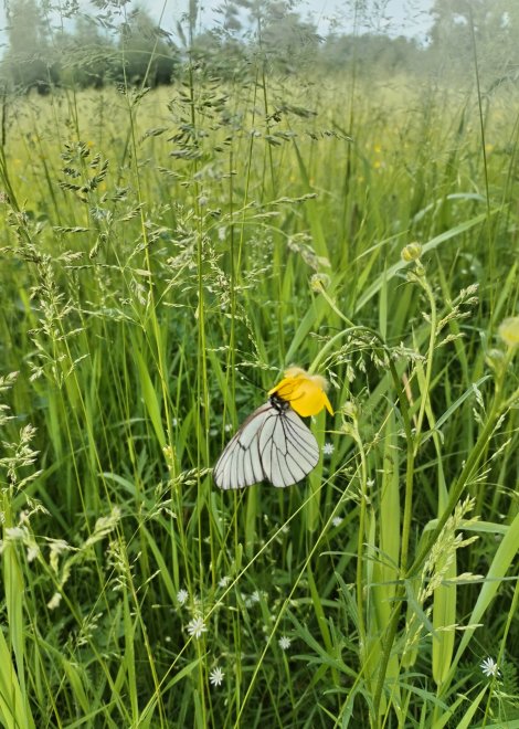 Чудесное мгновение -  