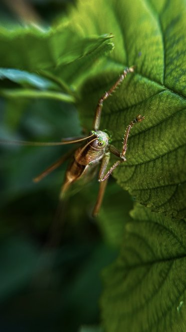Хранитель зелёного листа - Тина